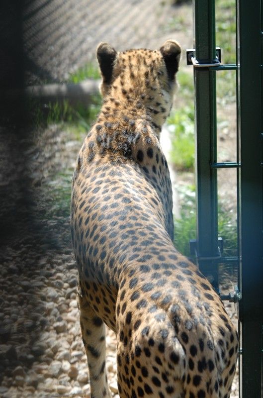 Od dnešního dne (15.8.2013) mají dva gepardi ze zoologické zahrady svá jména. Khalid a Rayan, což v překladu znamená v prvním případě nesmrtelná bytost, ve druhém brána do ráje. Dostali stejná jména jako jejich kmotři, kterými jsou chlapci podnikatele Wálida Osmana ze Spojených arabských emirátů. Právě tady tato vzácná zvířata ve volné přírodě žijí. Plzeňští gepardi patří k ojediněle chovanému poddruhu severoafrických súdánských gepardů, které chová jen minimum evropských zoo. Návštěvníci je najdou v komplexu afrických a asijských expozic. V zoo jsou od roku 2010. Slavnostní akce, která se nesla v arabském duchu, se zúčastnila také náměstkyně primátora Eva Herinková a radní Jiří Kuthan.