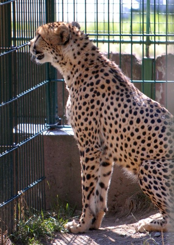 Od dnešního dne (15.8.2013) mají dva gepardi ze zoologické zahrady svá jména. Khalid a Rayan, což v překladu znamená v prvním případě nesmrtelná bytost, ve druhém brána do ráje. Dostali stejná jména jako jejich kmotři, kterými jsou chlapci podnikatele Wálida Osmana ze Spojených arabských emirátů. Právě tady tato vzácná zvířata ve volné přírodě žijí. Plzeňští gepardi patří k ojediněle chovanému poddruhu severoafrických súdánských gepardů, které chová jen minimum evropských zoo. Návštěvníci je najdou v komplexu afrických a asijských expozic. V zoo jsou od roku 2010. Slavnostní akce, která se nesla v arabském duchu, se zúčastnila také náměstkyně primátora Eva Herinková a radní Jiří Kuthan.