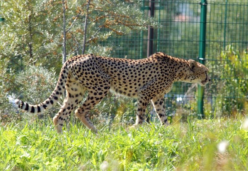 Od dnešního dne (15.8.2013) mají dva gepardi ze zoologické zahrady svá jména. Khalid a Rayan, což v překladu znamená v prvním případě nesmrtelná bytost, ve druhém brána do ráje. Dostali stejná jména jako jejich kmotři, kterými jsou chlapci podnikatele Wálida Osmana ze Spojených arabských emirátů. Právě tady tato vzácná zvířata ve volné přírodě žijí. Plzeňští gepardi patří k ojediněle chovanému poddruhu severoafrických súdánských gepardů, které chová jen minimum evropských zoo. Návštěvníci je najdou v komplexu afrických a asijských expozic. V zoo jsou od roku 2010. Slavnostní akce, která se nesla v arabském duchu, se zúčastnila také náměstkyně primátora Eva Herinková a radní Jiří Kuthan.