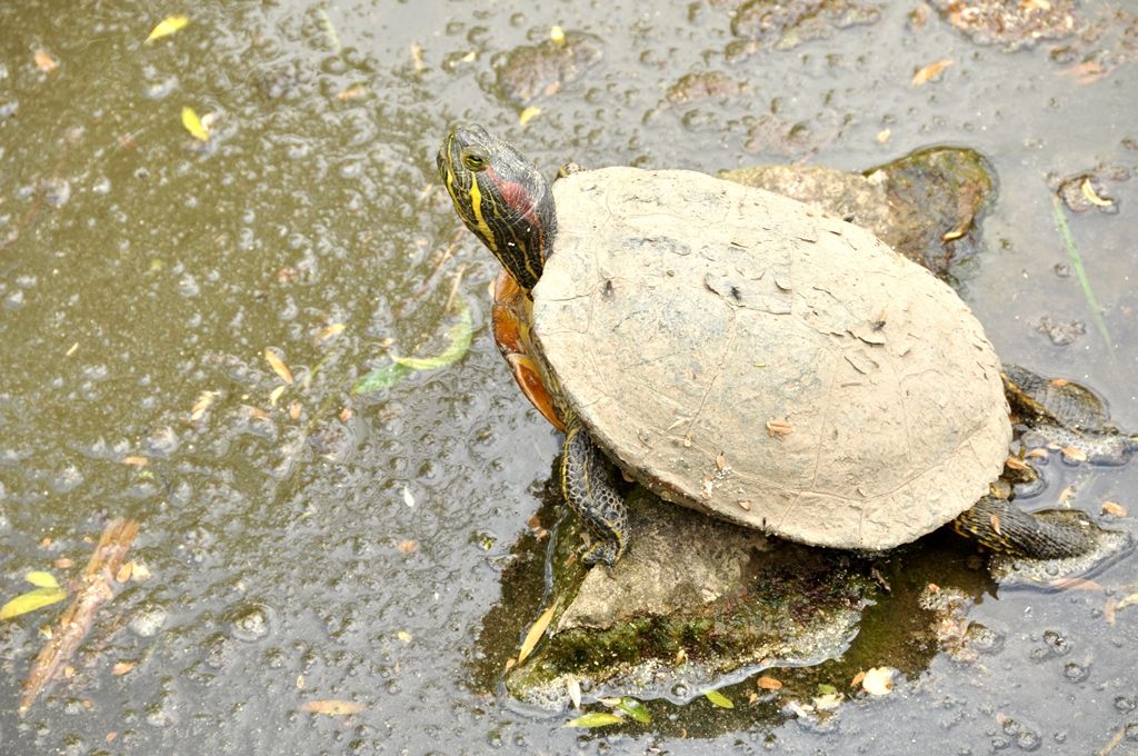 Zoologická a botanická zahrada města Plzně (foto: 10.5.2014)