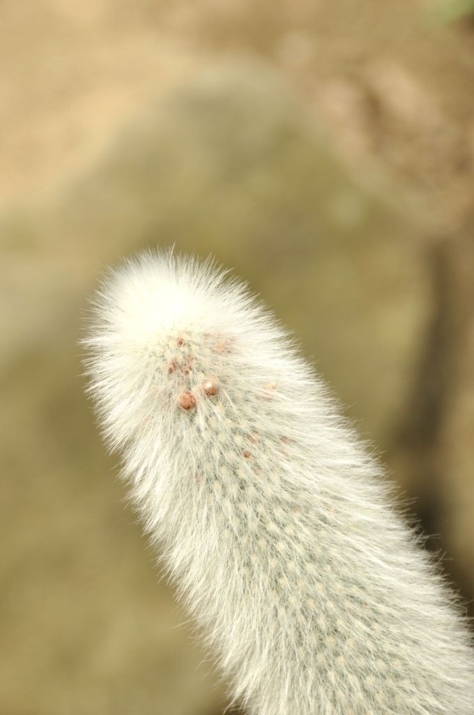 Zoologická a botanická zahrada města Plzně (foto: 10.5.2014)