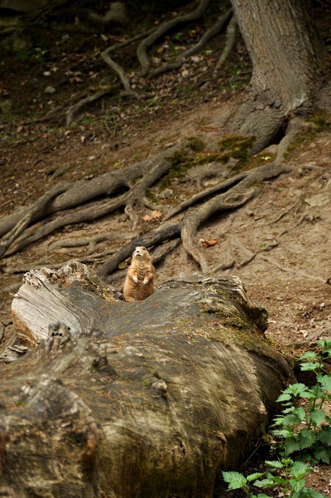 Zoologická a botanická zahrada města Plzně (foto: 10.5.2014)