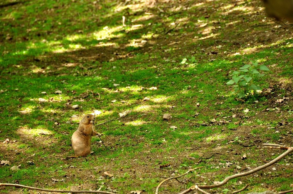 Zoologická a botanická zahrada města Plzně (foto: 10.5.2014)