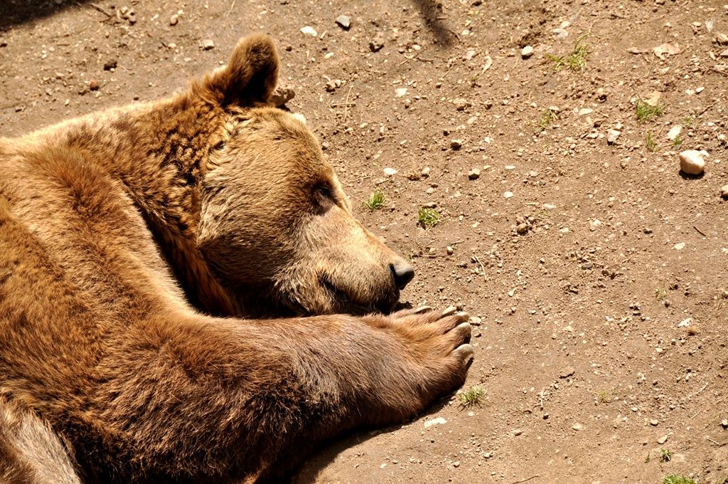 Zoologická a botanická zahrada města Plzně (foto: 10.5.2014)