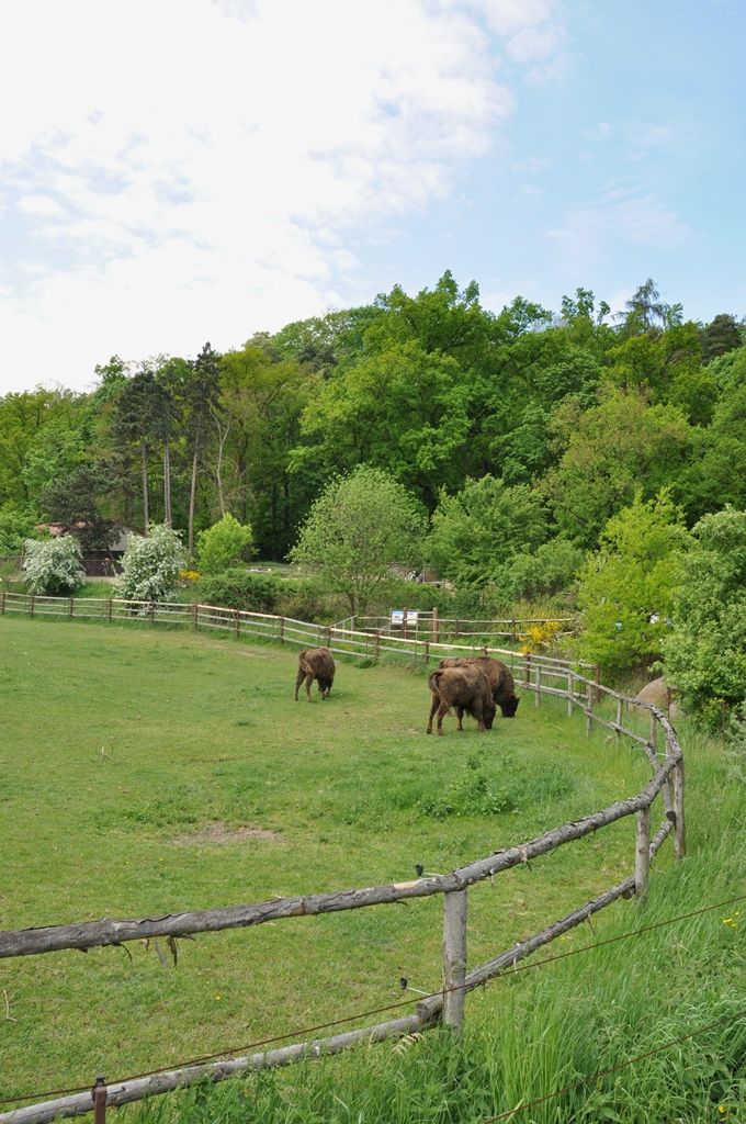 Zoologická a botanická zahrada města Plzně (foto: 10.5.2014)