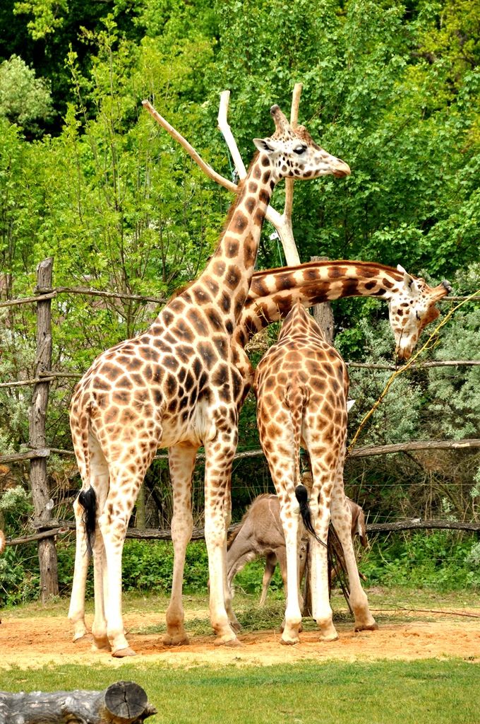 Zoologická a botanická zahrada města Plzně (foto: 10.5.2014)