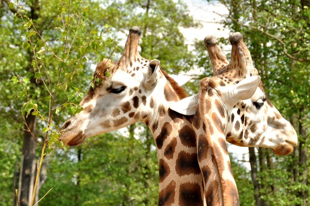 Zoologická a botanická zahrada města Plzně (foto: 10.5.2014)