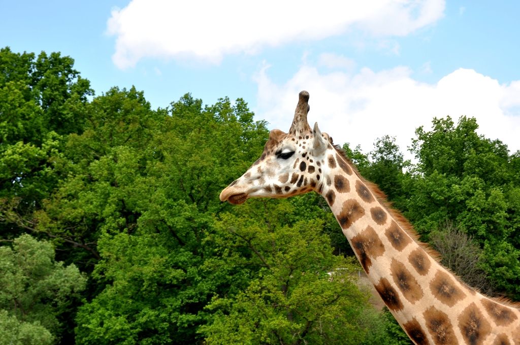 Zoologická a botanická zahrada města Plzně (foto: 10.5.2014)