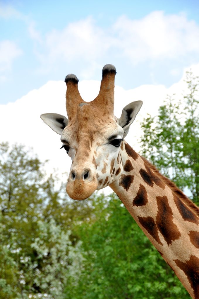 Zoologická a botanická zahrada města Plzně (foto: 10.5.2014)