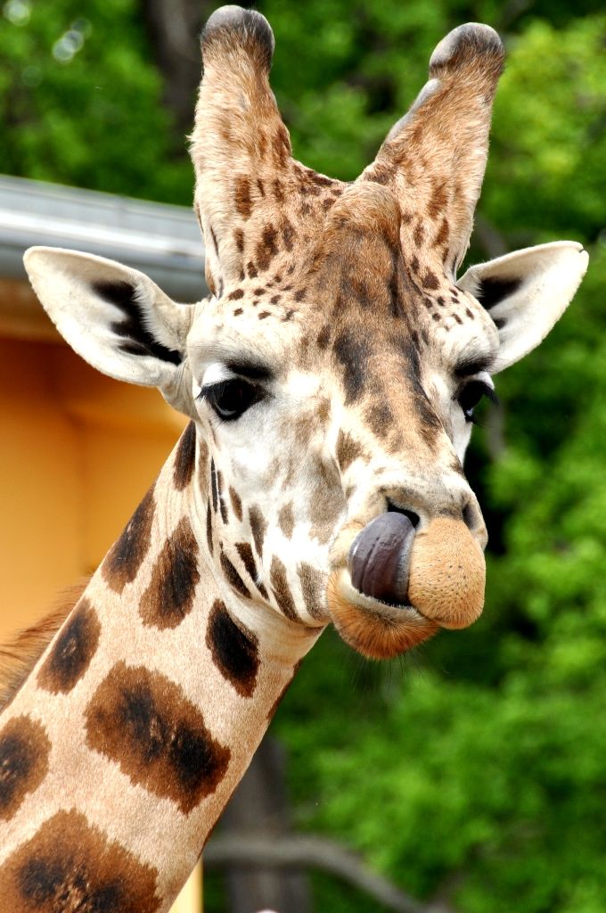 Zoologická a botanická zahrada města Plzně (foto: 10.5.2014)