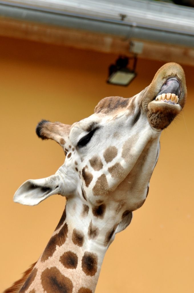 Zoologická a botanická zahrada města Plzně (foto: 10.5.2014)