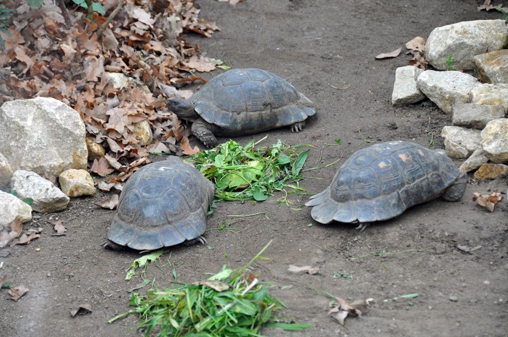 Zoologická a botanická zahrada otevřela dvě nové velké expozice, skleníkový pavilon věnovaný Středomoří a pavilon amazonského pralesa. Oba celky s mohutnou botanickou výsadbou a naučnými i interaktivními prvky vznikly v dosud nikdy nevyužitých místech zoologické zahrady, nad africkou restaurací Kiboko a na přírodní terase nad expozicí vlků hřivnatých. (foto: Z. Kubalová, J. Vogeltanz)