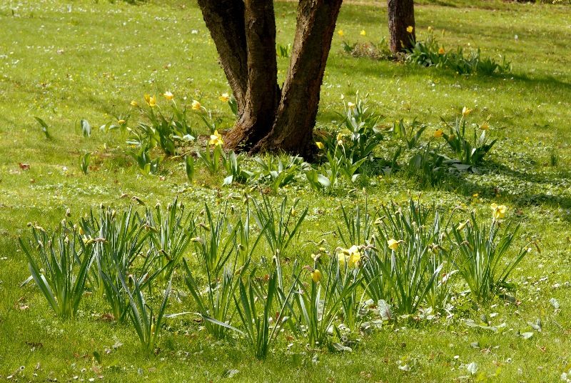 Zahradu založil mezi roky 1918 a 1933 JUDr. Vilém Luft jako svou soukromou okrasnou zahradu se dvěma okrasnými rybníky, množstvím exotických dřevin, altánem a sochařskou výzdobou. Po válce přešla zahrada do majetku města Plzně a od roku 1996 Správa veřejného statku města Plzně systematicky pracuje na jejím uvedení do původního stavu. Vlhký charakter pozemku dává vyniknout mokřadním a vlhkomilným společenstvím rostlin i živočichů (foto 22.4.2010).