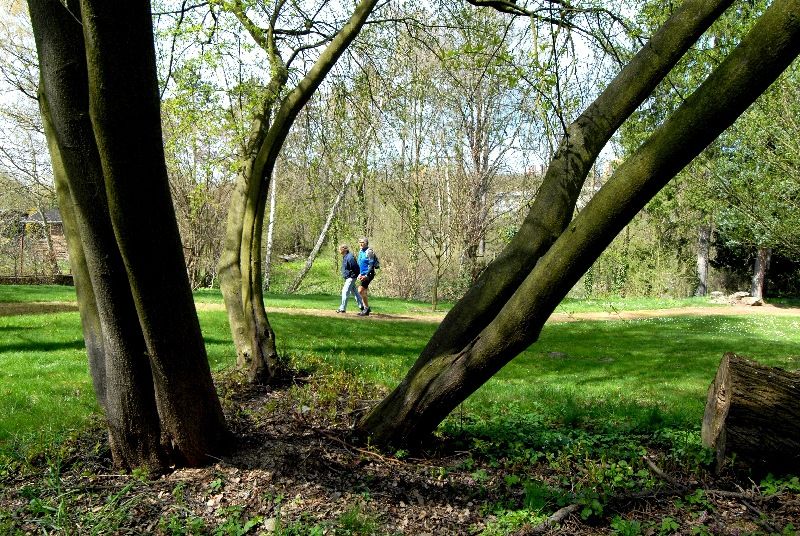 Zahradu založil mezi roky 1918 a 1933 JUDr. Vilém Luft jako svou soukromou okrasnou zahradu se dvěma okrasnými rybníky, množstvím exotických dřevin, altánem a sochařskou výzdobou. Po válce přešla zahrada do majetku města Plzně a od roku 1996 Správa veřejného statku města Plzně systematicky pracuje na jejím uvedení do původního stavu. Vlhký charakter pozemku dává vyniknout mokřadním a vlhkomilným společenstvím rostlin i živočichů (foto 22.4.2010).