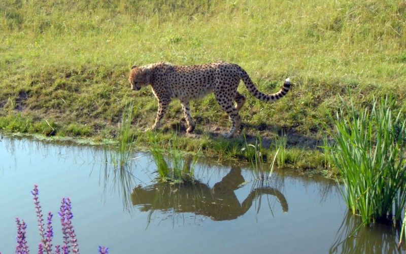 Návštěvník může na cestě nově potkat např. nosorožce indického, hrošíka liberijského a žirafu Rothschildovu (foto 22.7.2010).