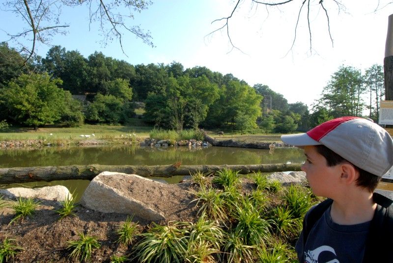 Návštěvník může na cestě nově potkat např. nosorožce indického, hrošíka liberijského a žirafu Rothschildovu (foto 22.7.2010).