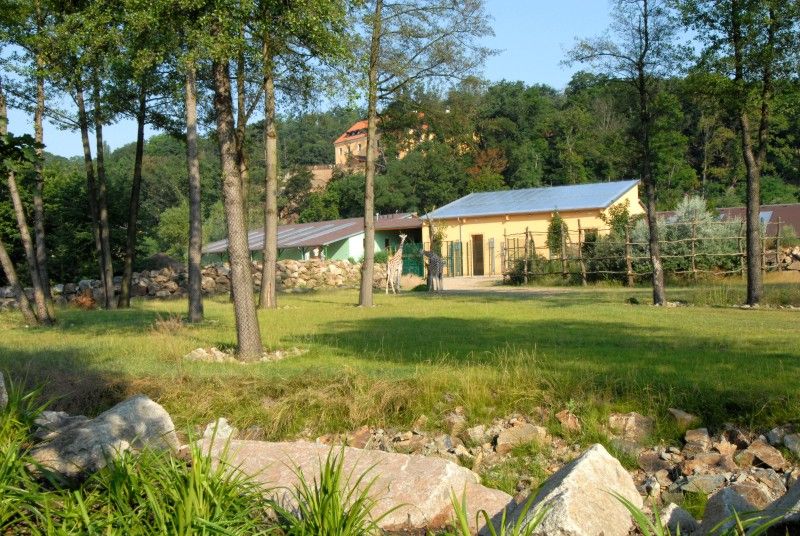 Návštěvník může na cestě nově potkat např. nosorožce indického, hrošíka liberijského a žirafu Rothschildovu (foto 22.7.2010).