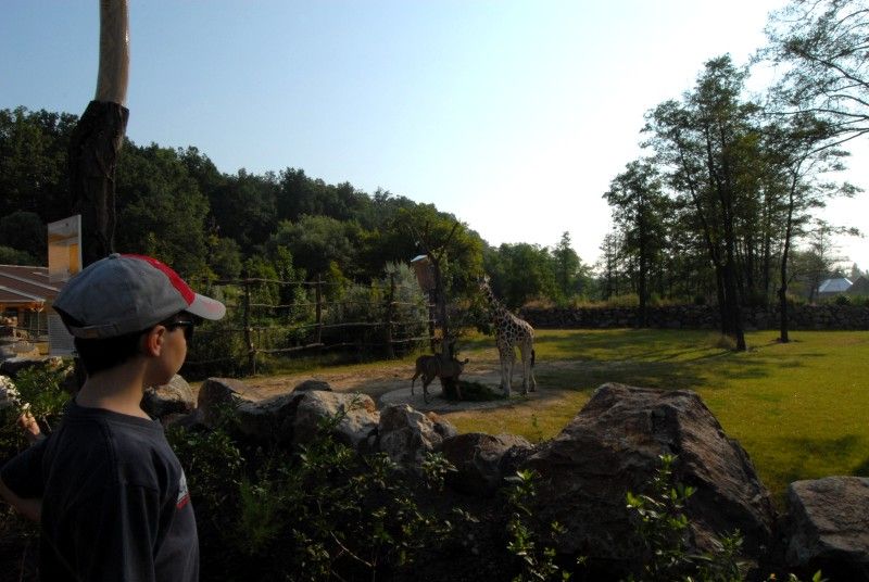 Návštěvník může na cestě nově potkat např. nosorožce indického, hrošíka liberijského a žirafu Rothschildovu (foto 22.7.2010).