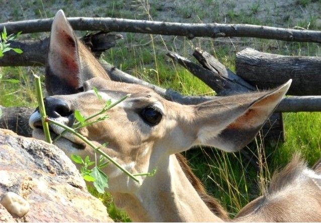 Návštěvník může na cestě nově potkat např. nosorožce indického, hrošíka liberijského a žirafu Rothschildovu (foto 22.7.2010).