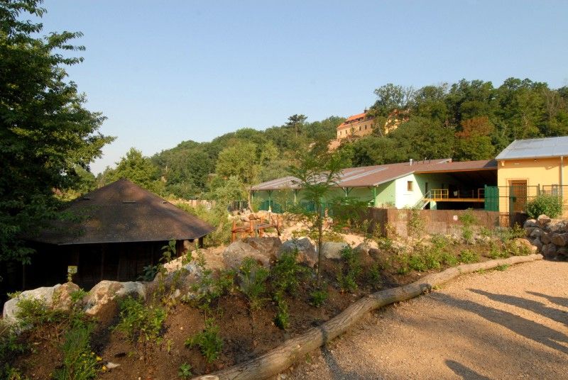 Návštěvník může na cestě nově potkat např. nosorožce indického, hrošíka liberijského a žirafu Rothschildovu (foto 22.7.2010).