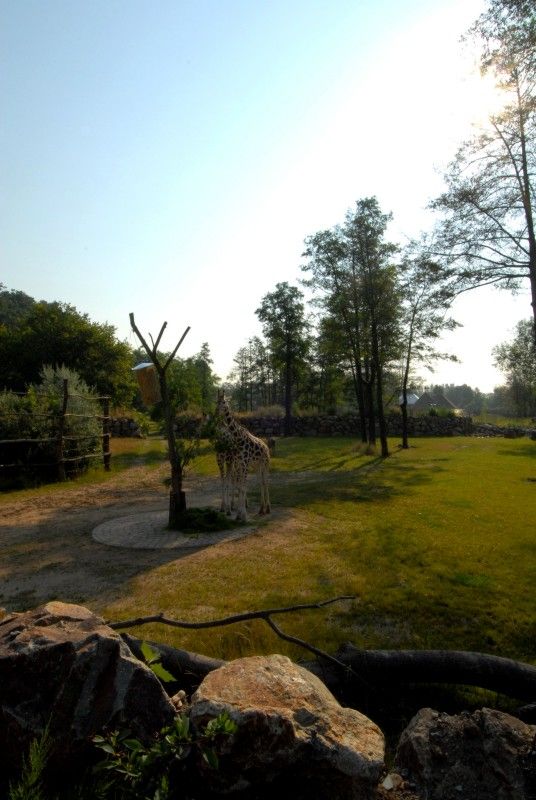 Návštěvník může na cestě nově potkat např. nosorožce indického, hrošíka liberijského a žirafu Rothschildovu (foto 22.7.2010).