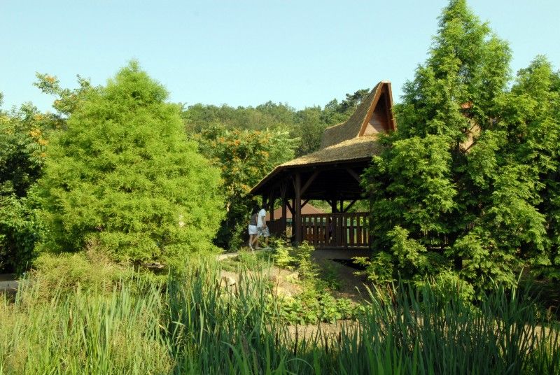 Návštěvník může na cestě nově potkat např. nosorožce indického, hrošíka liberijského a žirafu Rothschildovu (foto 22.7.2010).