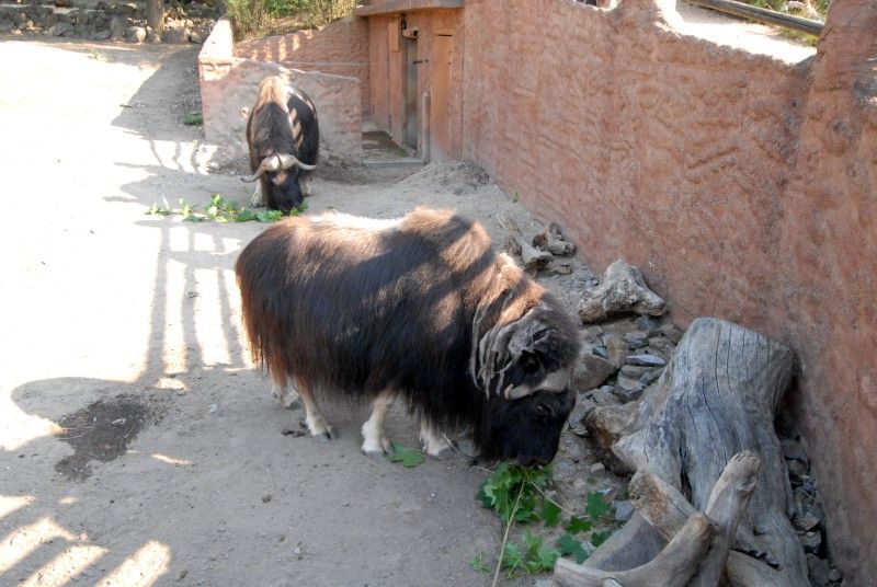 Návštěvník může na cestě nově potkat např. nosorožce indického, hrošíka liberijského a žirafu Rothschildovu (foto 22.7.2010).