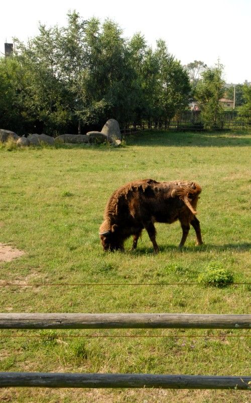 Návštěvník může na cestě nově potkat např. nosorožce indického, hrošíka liberijského a žirafu Rothschildovu (foto 22.7.2010).