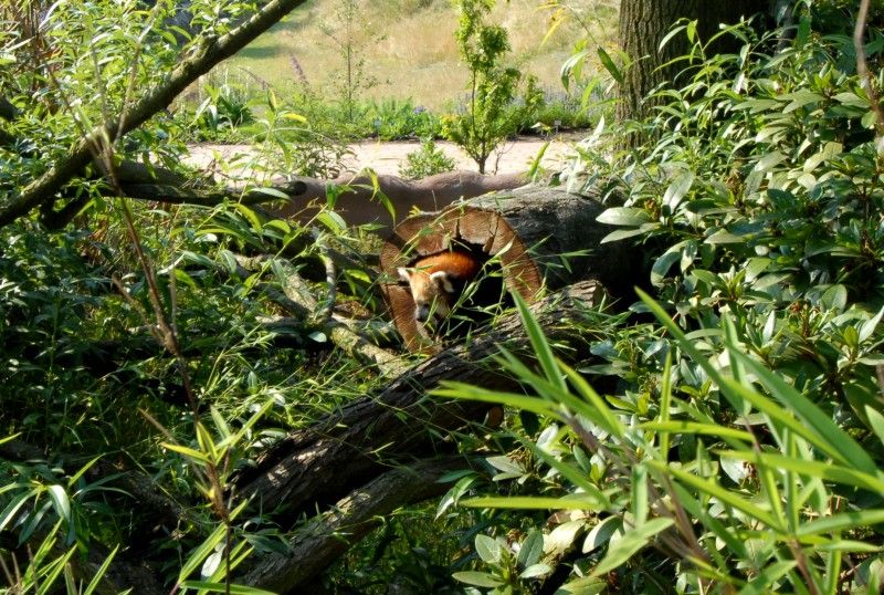 Návštěvník může na cestě nově potkat např. nosorožce indického, hrošíka liberijského a žirafu Rothschildovu (foto 22.7.2010).