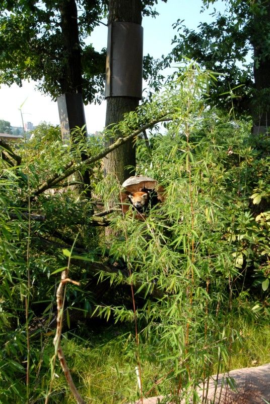 Návštěvník může na cestě nově potkat např. nosorožce indického, hrošíka liberijského a žirafu Rothschildovu (foto 22.7.2010).