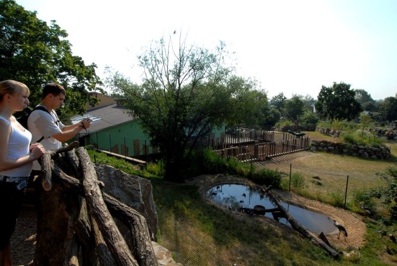 Návštěvník může na cestě nově potkat např. nosorožce indického, hrošíka liberijského a žirafu Rothschildovu (foto 22.7.2010).