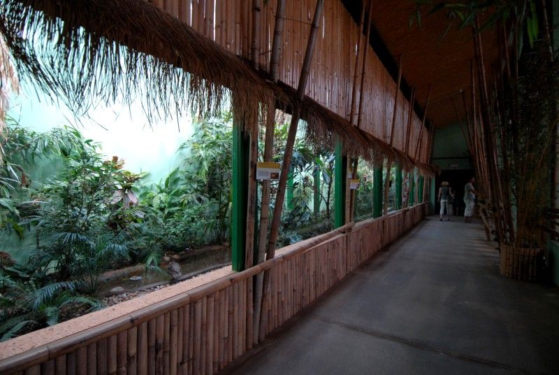 Návštěvník může na cestě nově potkat např. nosorožce indického, hrošíka liberijského a žirafu Rothschildovu (foto 22.7.2010).