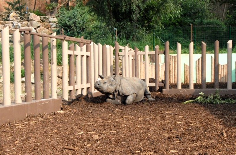 Návštěvník může na cestě nově potkat např. nosorožce indického, hrošíka liberijského a žirafu Rothschildovu (foto 22.7.2010).