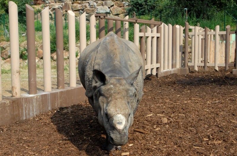 Návštěvník může na cestě nově potkat např. nosorožce indického, hrošíka liberijského a žirafu Rothschildovu (foto 22.7.2010).
