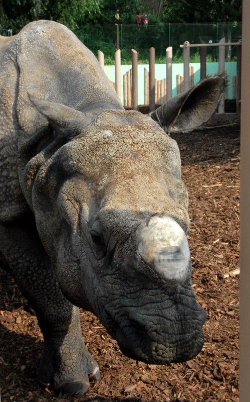 Návštěvník může na cestě nově potkat např. nosorožce indického, hrošíka liberijského a žirafu Rothschildovu (foto 22.7.2010).