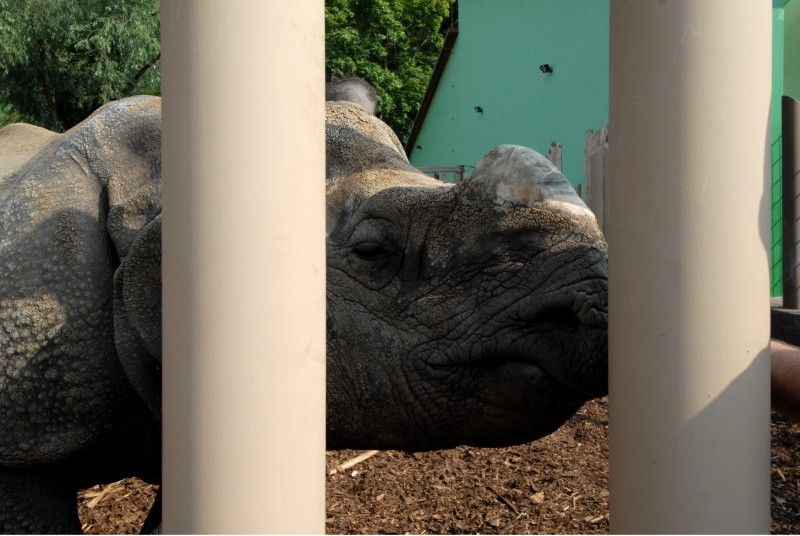 Návštěvník může na cestě nově potkat např. nosorožce indického, hrošíka liberijského a žirafu Rothschildovu (foto 22.7.2010).