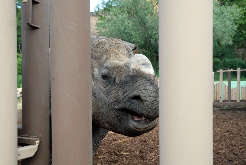 Návštěvník může na cestě nově potkat např. nosorožce indického, hrošíka liberijského a žirafu Rothschildovu (foto 22.7.2010).
