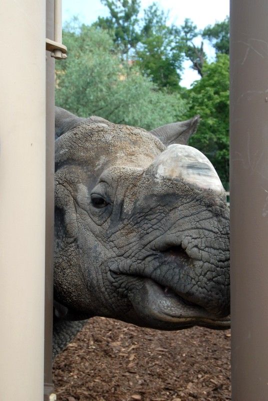 Návštěvník může na cestě nově potkat např. nosorožce indického, hrošíka liberijského a žirafu Rothschildovu (foto 22.7.2010).