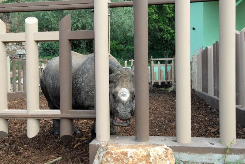 Návštěvník může na cestě nově potkat např. nosorožce indického, hrošíka liberijského a žirafu Rothschildovu (foto 22.7.2010).