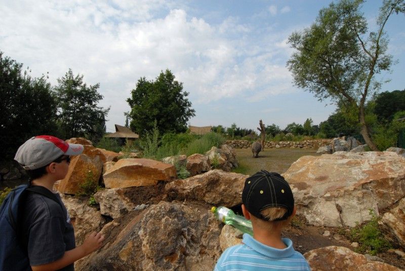 Návštěvník může na cestě nově potkat např. nosorožce indického, hrošíka liberijského a žirafu Rothschildovu (foto 22.7.2010).