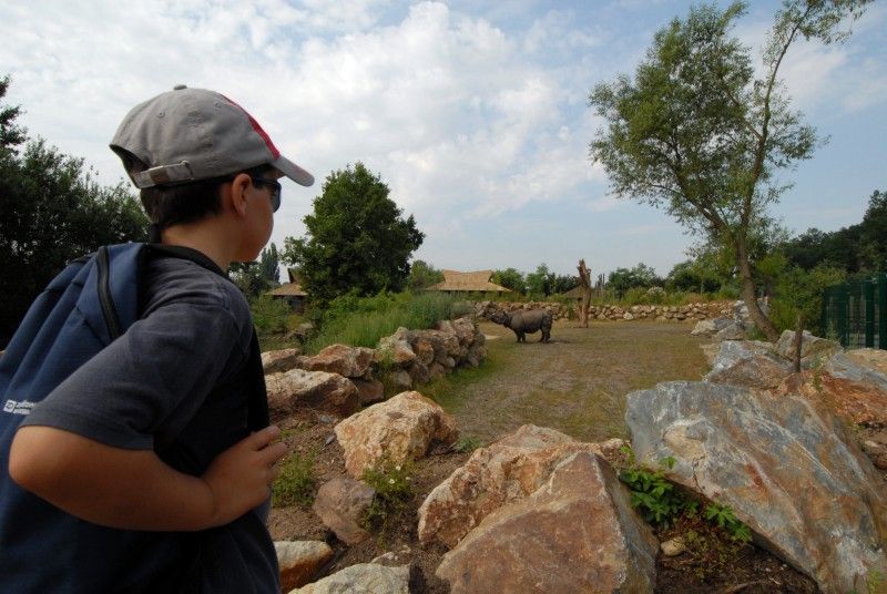 Návštěvník může na cestě nově potkat např. nosorožce indického, hrošíka liberijského a žirafu Rothschildovu (foto 22.7.2010).