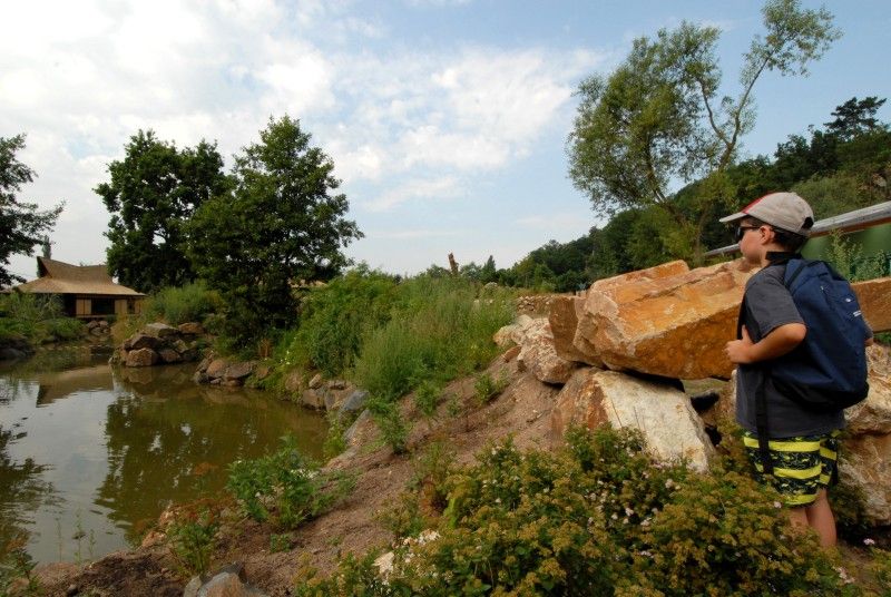 Návštěvník může na cestě nově potkat např. nosorožce indického, hrošíka liberijského a žirafu Rothschildovu (foto 22.7.2010).