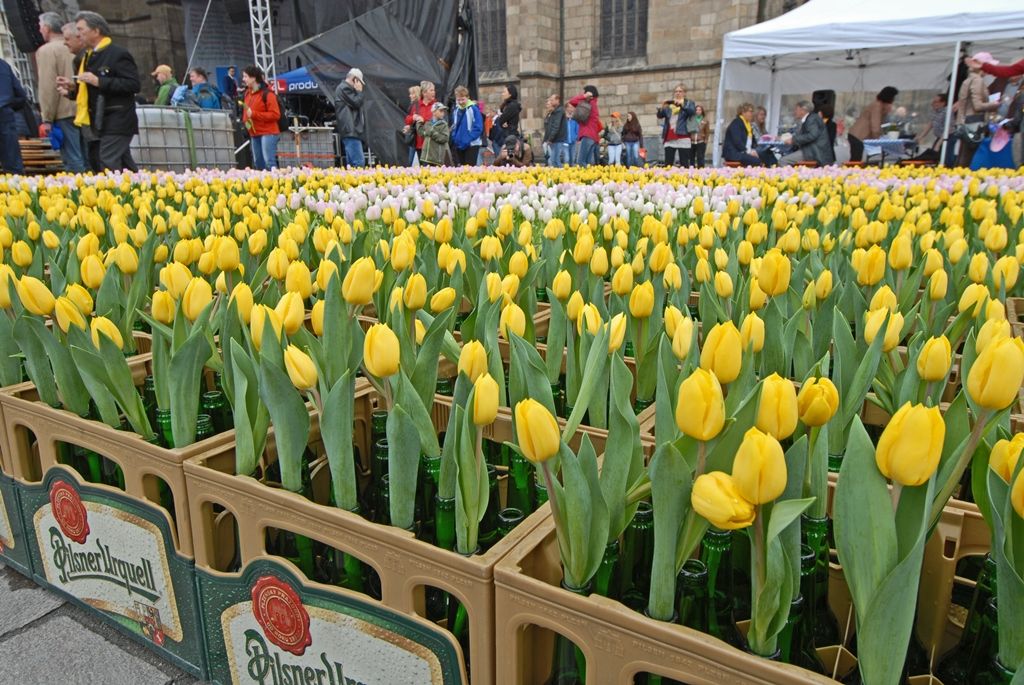 Současné umění našich sousedů, dechové kapely, proměnu Meeting pointu na náměstí v bavorskou „Alpenhütte“ i tradiční bavorské klobásky, pivo a kulinářské speciality nabídly Bavorské kulturní dny. Vrcholem týdenního festivalu, jenž se uskutečnil od 20. do 26. dubna, byla akce Květiny pro Plzeň. V jejím průběhu lidé na náměstí Republiky obdivovali draka řízeného nejmodernější elektronikou z historického představení  Drachenstich – Skolení draka. (foto: 26.4.2015)