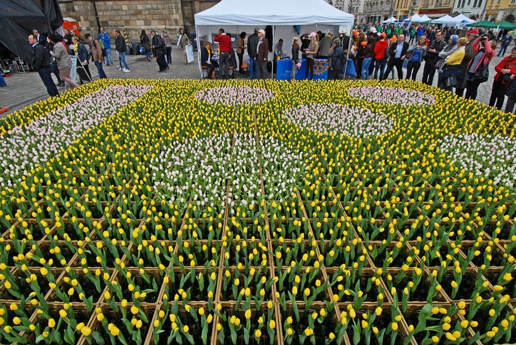 Současné umění našich sousedů, dechové kapely, proměnu Meeting pointu na náměstí v bavorskou „Alpenhütte“ i tradiční bavorské klobásky, pivo a kulinářské speciality nabídly Bavorské kulturní dny. Vrcholem týdenního festivalu, jenž se uskutečnil od 20. do 26. dubna, byla akce Květiny pro Plzeň. V jejím průběhu lidé na náměstí Republiky obdivovali draka řízeného nejmodernější elektronikou z historického představení  Drachenstich – Skolení draka. (foto: 26.4.2015)