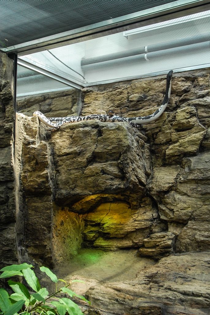 Novou expozici s nejjedovatějšími hady světa otevřela dnes plzeňská zoo. Opravou terárií z let 1963 a 1964 v Tropickém pavilonu přináší pohled na 12 druhů jedovatých hadů čtyř kontinentů, a sice Afriky, Austrálie, Asie a Ameriky. (foto: 29.5.2015)