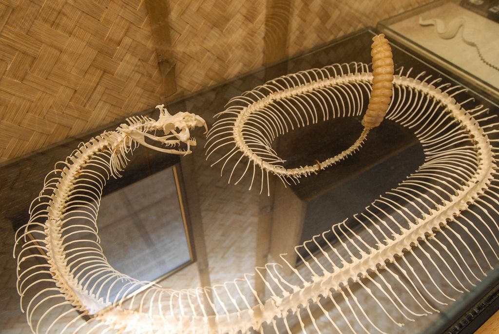 Novou expozici s nejjedovatějšími hady světa otevřela dnes plzeňská zoo. Opravou terárií z let 1963 a 1964 v Tropickém pavilonu přináší pohled na 12 druhů jedovatých hadů čtyř kontinentů, a sice Afriky, Austrálie, Asie a Ameriky. (foto: 29.5.2015)