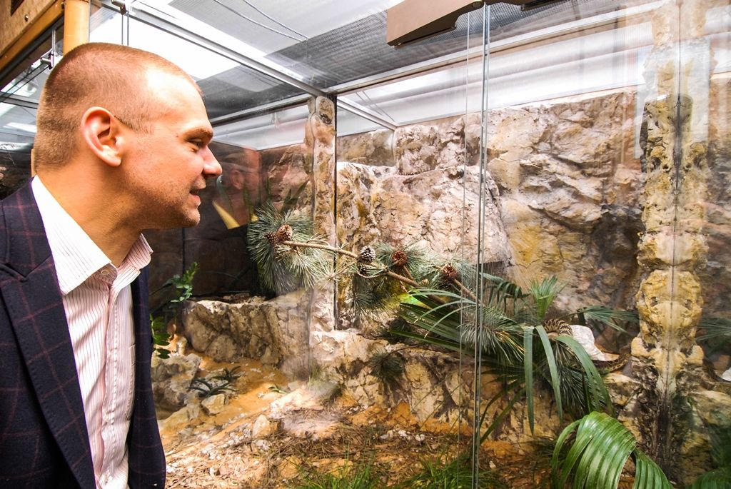 Novou expozici s nejjedovatějšími hady světa otevřela dnes plzeňská zoo. Opravou terárií z let 1963 a 1964 v Tropickém pavilonu přináší pohled na 12 druhů jedovatých hadů čtyř kontinentů, a sice Afriky, Austrálie, Asie a Ameriky. (foto: 29.5.2015)