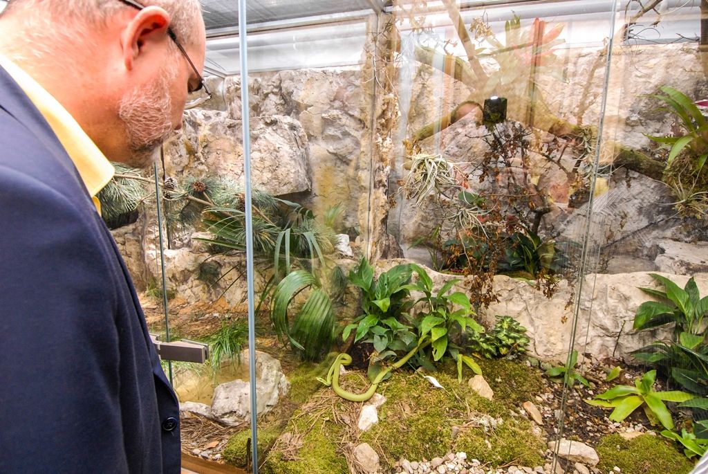 Novou expozici s nejjedovatějšími hady světa otevřela dnes plzeňská zoo. Opravou terárií z let 1963 a 1964 v Tropickém pavilonu přináší pohled na 12 druhů jedovatých hadů čtyř kontinentů, a sice Afriky, Austrálie, Asie a Ameriky. (foto: 29.5.2015)