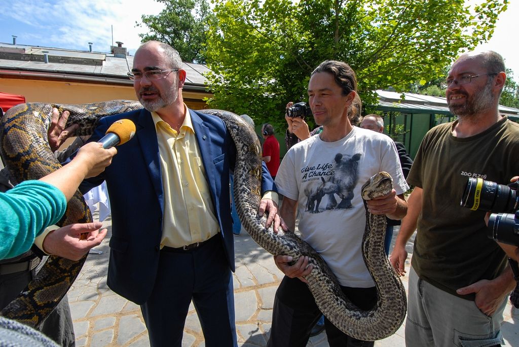 Novou expozici s nejjedovatějšími hady světa otevřela dnes plzeňská zoo. Opravou terárií z let 1963 a 1964 v Tropickém pavilonu přináší pohled na 12 druhů jedovatých hadů čtyř kontinentů, a sice Afriky, Austrálie, Asie a Ameriky. (foto: 29.5.2015)