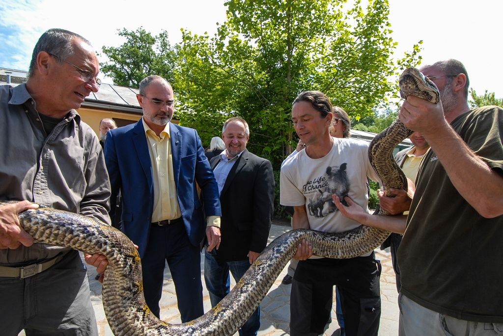 Novou expozici s nejjedovatějšími hady světa otevřela dnes plzeňská zoo. Opravou terárií z let 1963 a 1964 v Tropickém pavilonu přináší pohled na 12 druhů jedovatých hadů čtyř kontinentů, a sice Afriky, Austrálie, Asie a Ameriky. (foto: 29.5.2015)